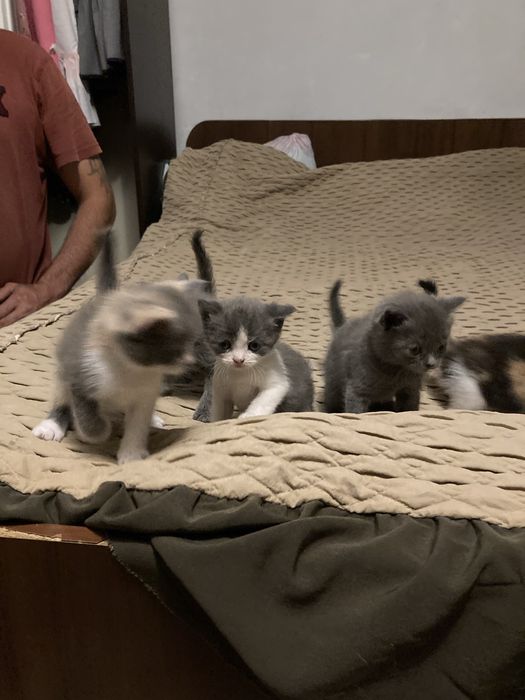 Бесптатно отдам Котят