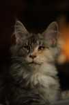 Sabrina niebieska szylkretka z bielą Maine Coon