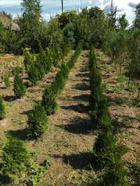 Туя західна 'Смарагд' (Thuja occidentalis 'Smaragd')