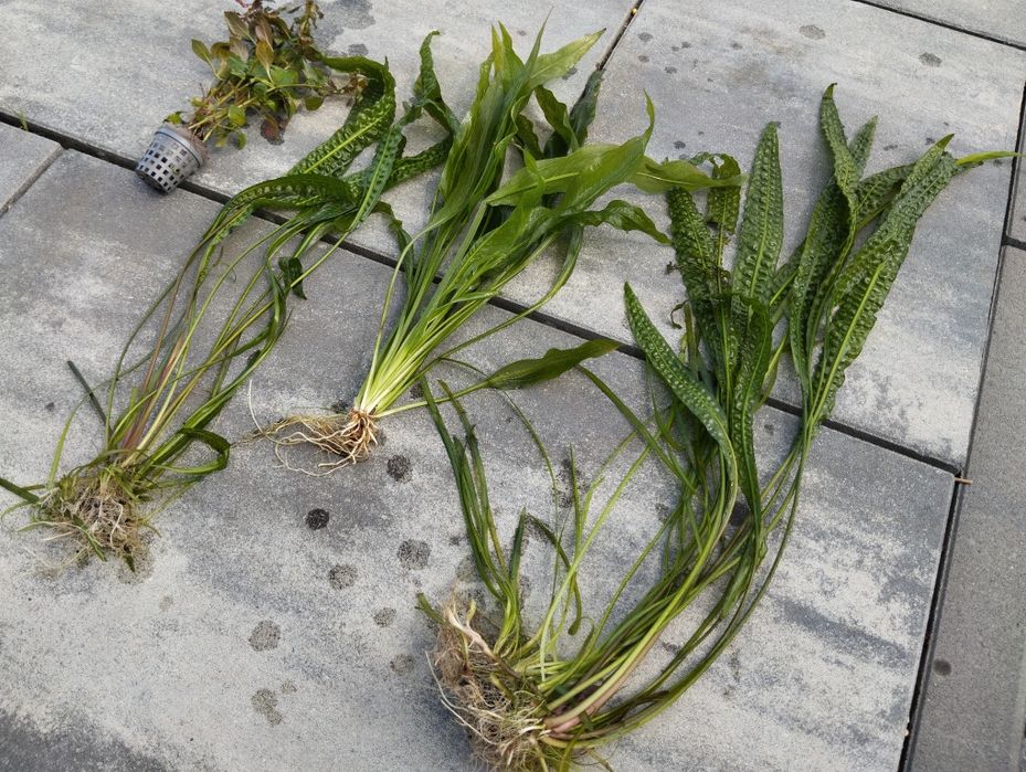 Kryptokoryna duże ładne