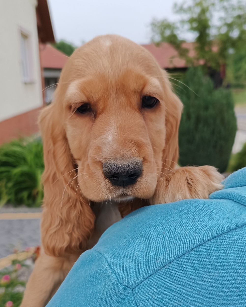 Cocker spaniel angielski.