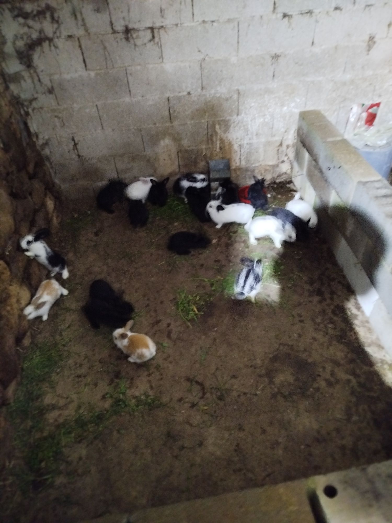 Coelhos caseiros