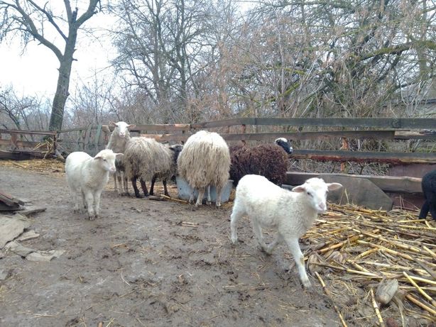 Овечки барани вівці овцы