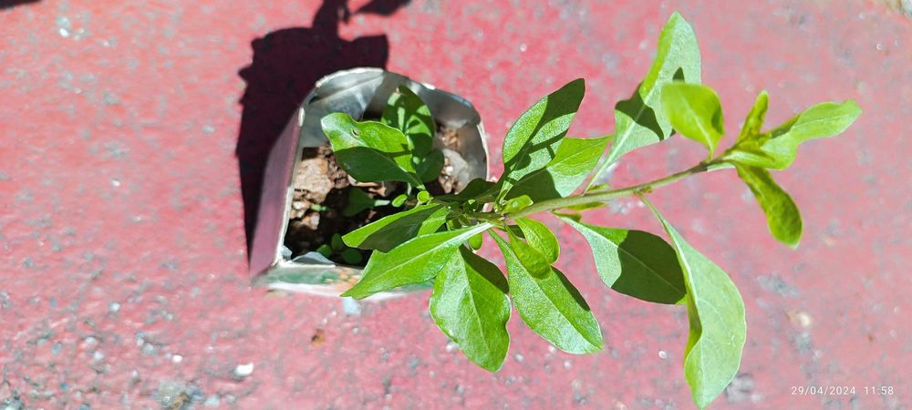 Plantas de goji berry