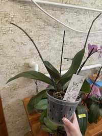 Орхідея Ред Сезам