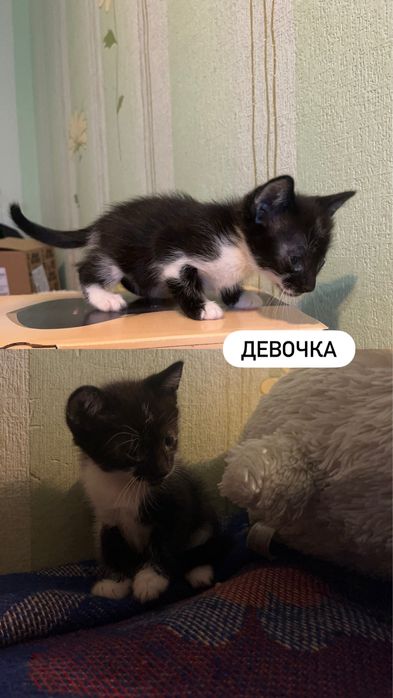 Отдаем котят в добрые руки!