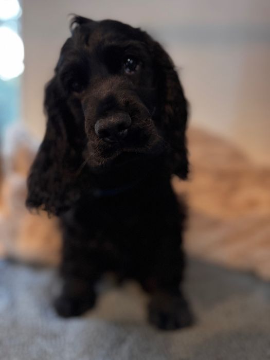 LOCZEK Cocker Spaniel Angielski
