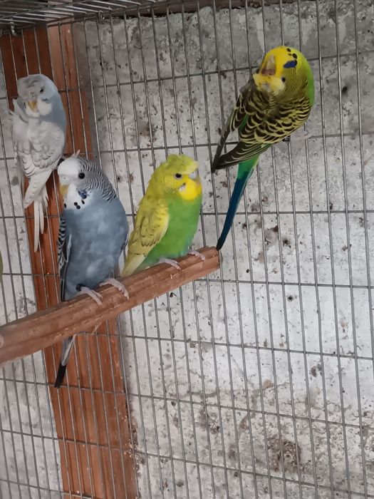 Periquitos deste ano