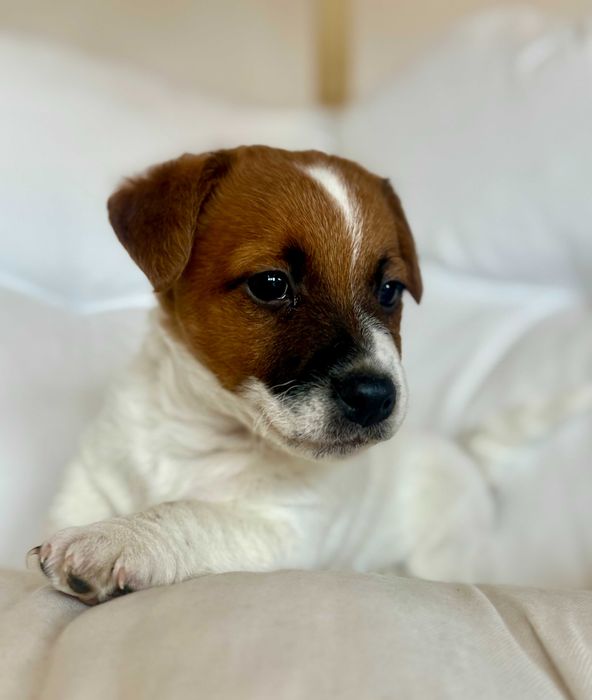 Jack Russell Terrier #SMARTIE JACKS# możliwość rezerwacji ZARAZ odbiór