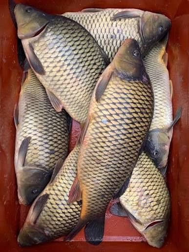 Жива та копчена риба.