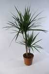 Dracena Marginata duza