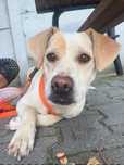 Daisy biedna sliczna sunia szuka domku
