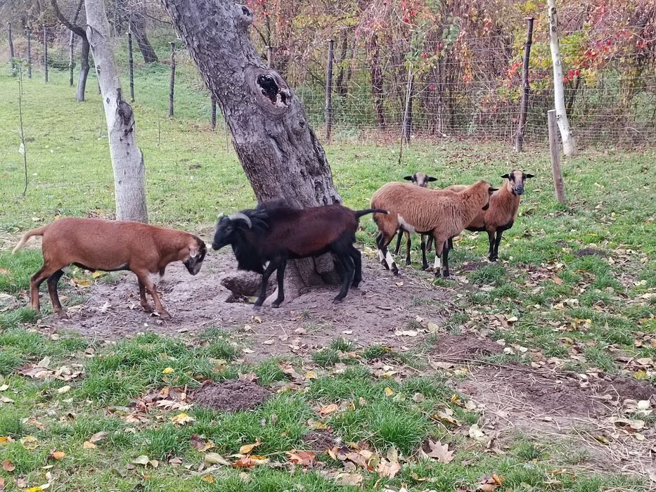 Owce kameruńskie sprzedam