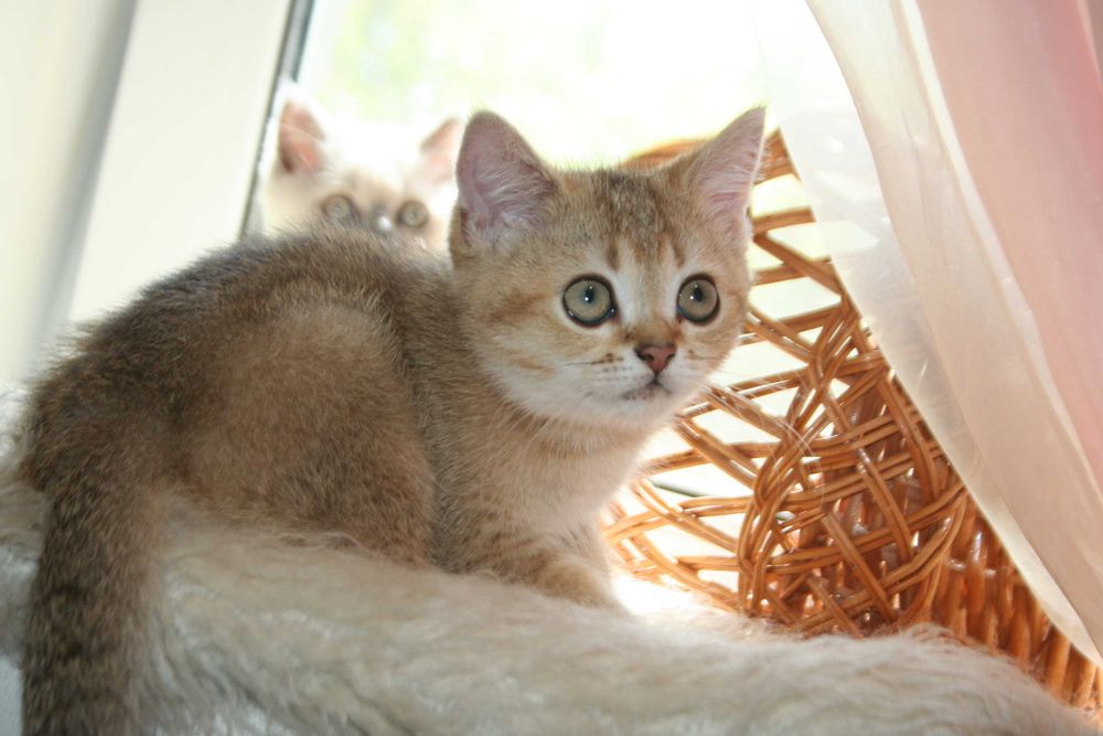 Киця-доця золото1 шиншилли