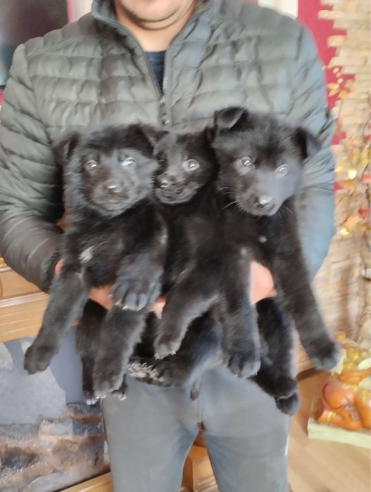 Цуценята Німецької вівчарки