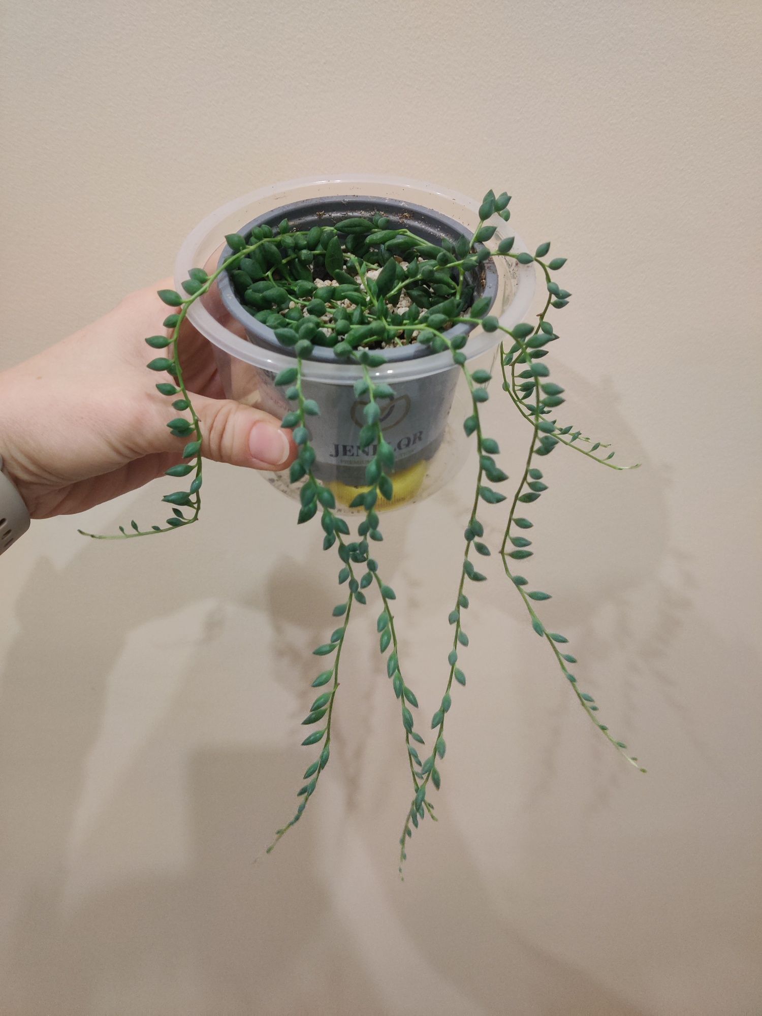 Sansewieria moonshine,Senecio herreianus, starzec "łezki",hoya carnosa