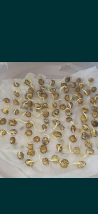 oczyszczone ozime zimowe wszystkie gatunki transport wysyłka osobisty