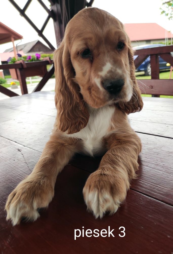 Cocker Spaniel Angielski