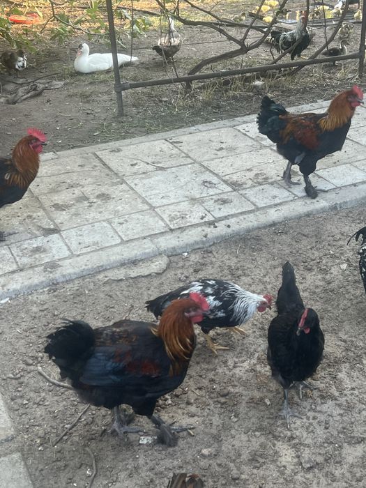 Петухи леггорна.