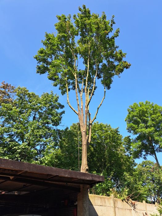 Wycinka, podcinka drzew, zwyżka, arborystyka, koszenie traw rębak