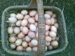 Jaja,jajka wiejskie z wolnego wybiegu