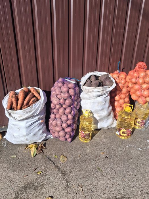 Овочі, Картопля Цибуля,Моркв  ,Буряк столовий,.