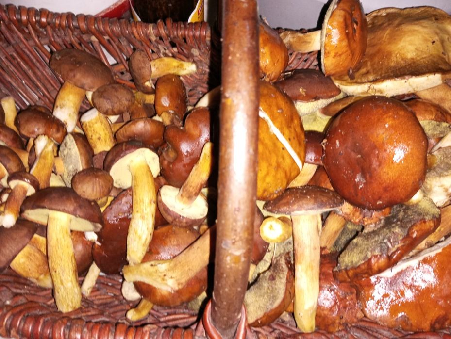 Grzyby świeże suszone prawdziwki kozak koźlarz maślak podgrzybek