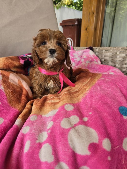 Cavapoo cudowna suczka ciemna