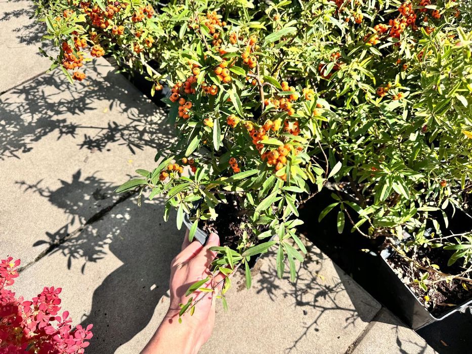 Ognik szkarłatny 'Navajo' (Pyracantha coccinea) Pomarańczowy 2.0L