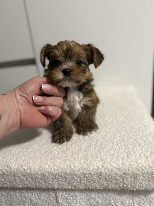 York Ocean Pearl piesek