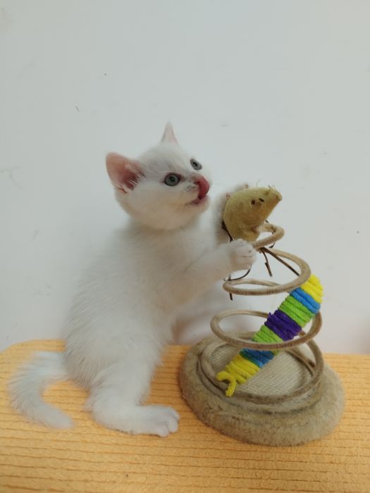 Gatinho para venda