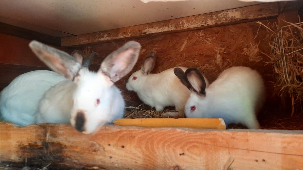 Króliki kalifornijskie