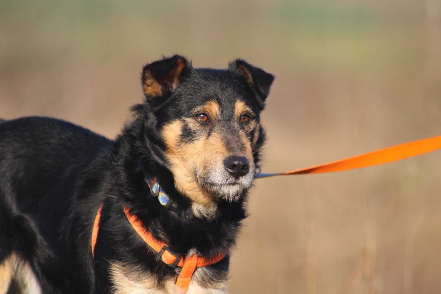 PLATER pies terier adopcja schronisko młody kochany