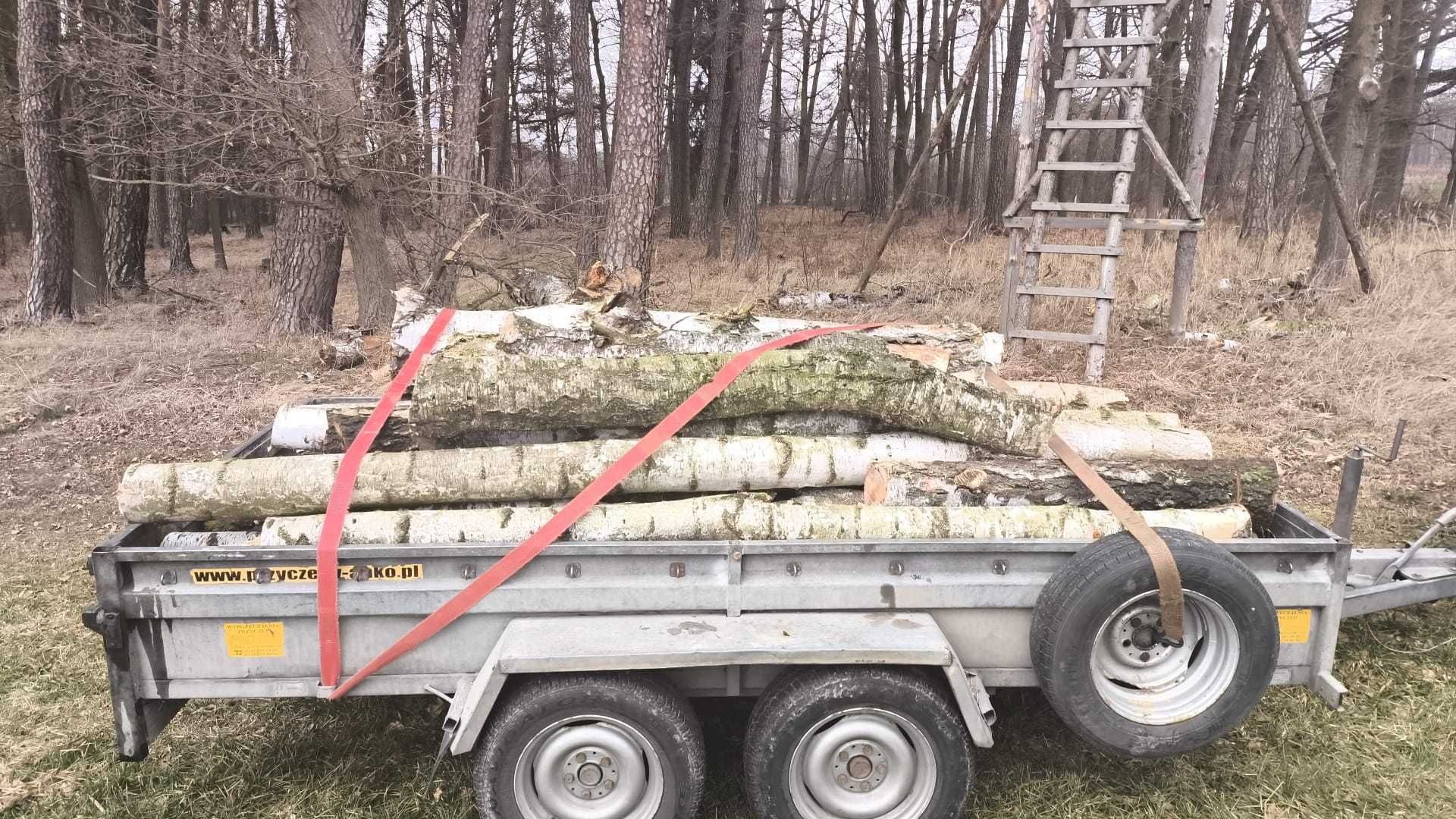 Sprzedam drzewo 130/MP