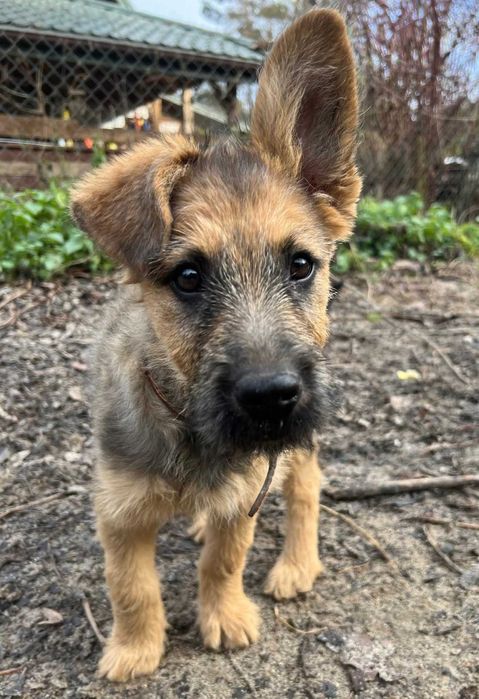 Szczeniak Gufi szuka domu