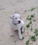 Dog Argentyński ( Dogo Argentino ) FCI