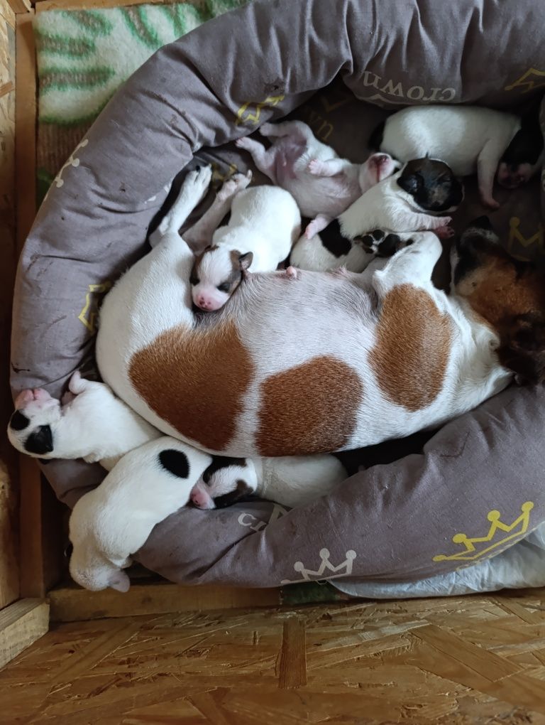 Шукаємо нову родину