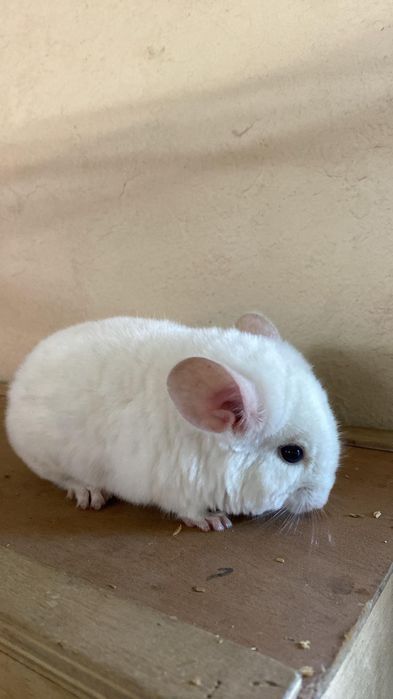 Szynszyl biały white chinchilla шиншила karma pokarm.
Witam sprzedam s