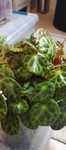 Begonia kingiana 2