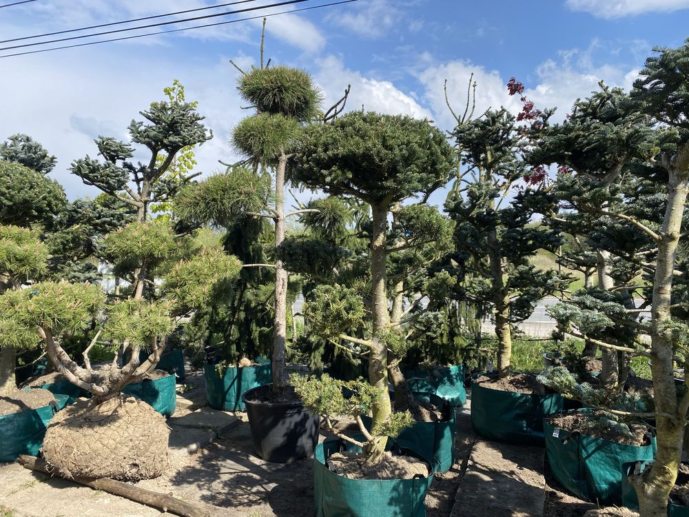Piekne drzewka bonsai