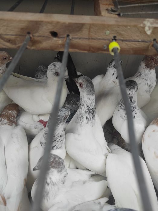 Budapeszty ptaki lot