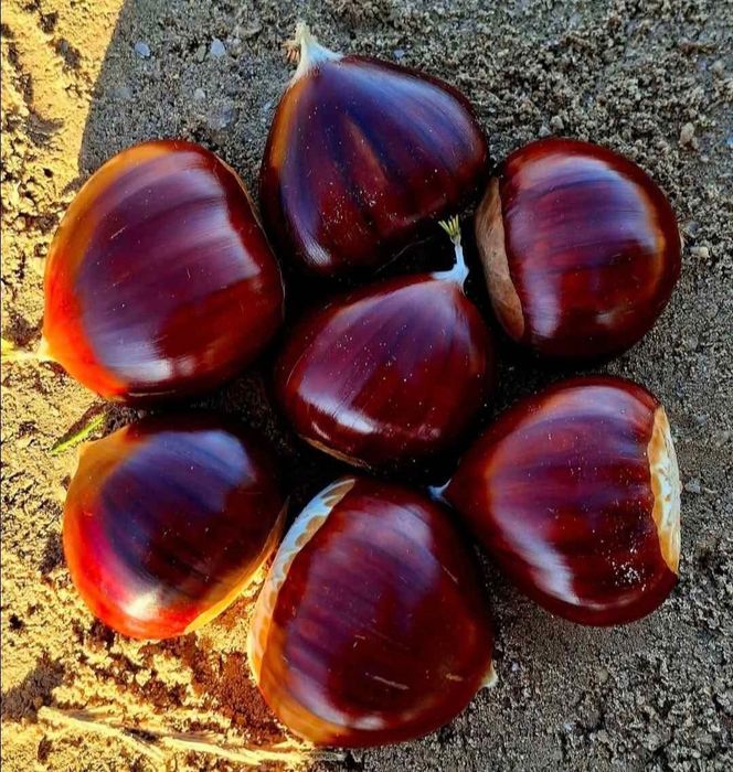 Vendo castanhas 2.5€ o kilo