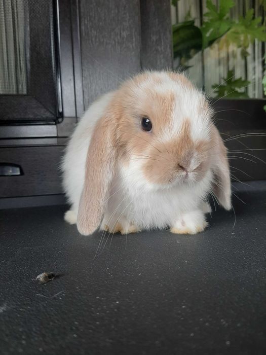 Króliki baranek miniaturka karzełek mini lop