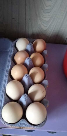 Świeże wiejskie jaja jajka kurze