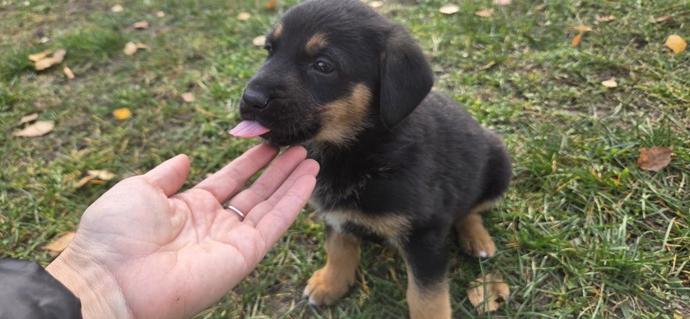 Oddam suczki po owczarku niemiecki krótkowłosy