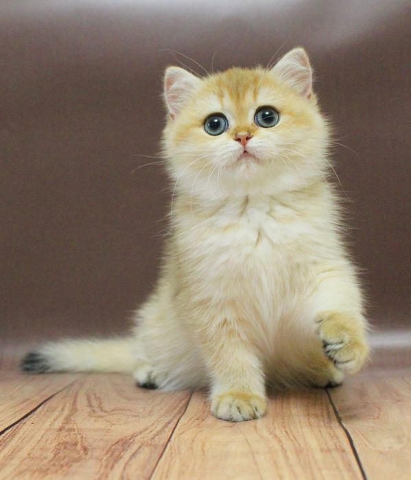 Золота дитина Альонка чекає вас