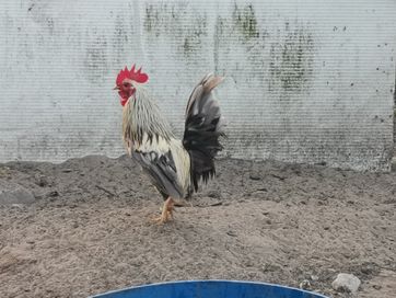 Sprzedam koguty widoczne na zdjeciach