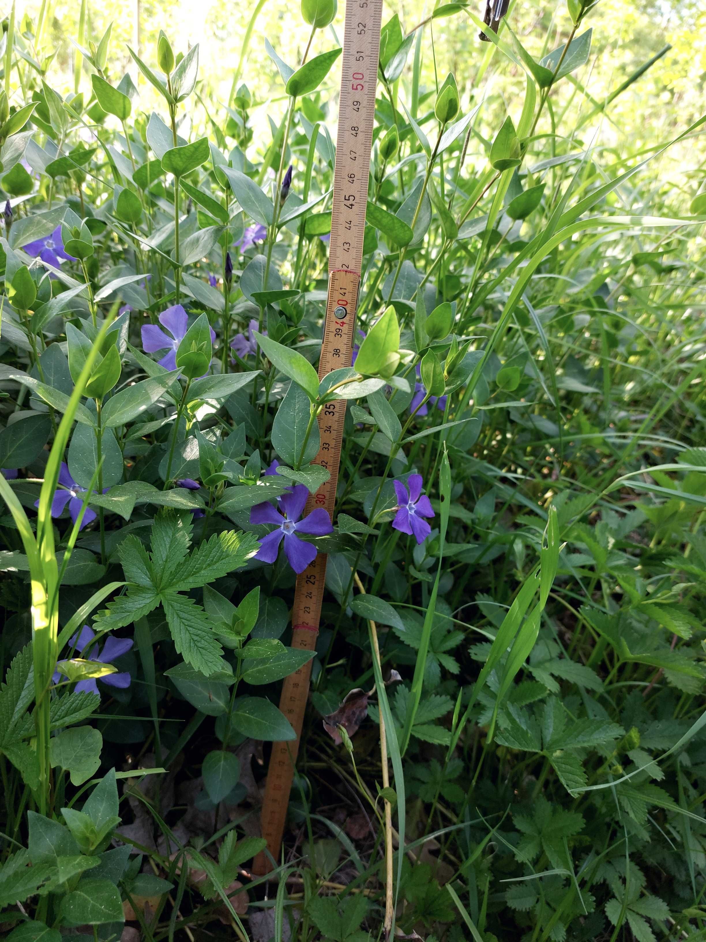 Barwinek większy Vinca major