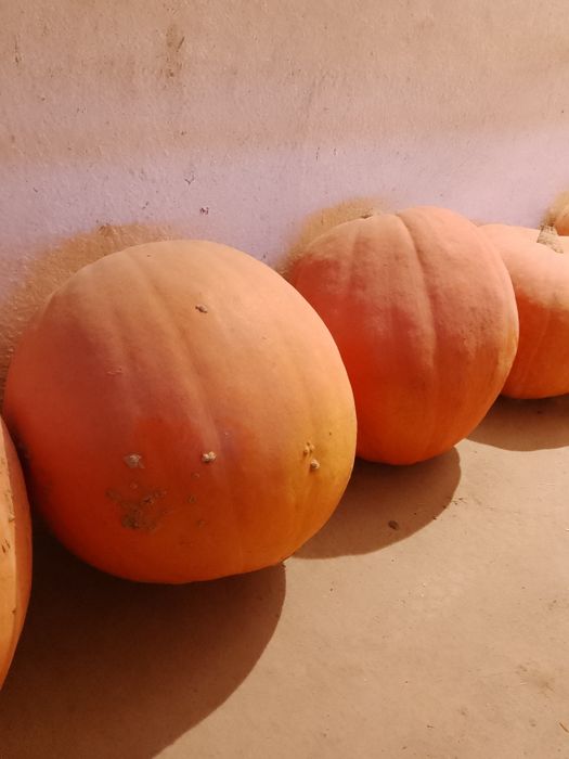 Promocja! Dynie bez nawozu i oprysku