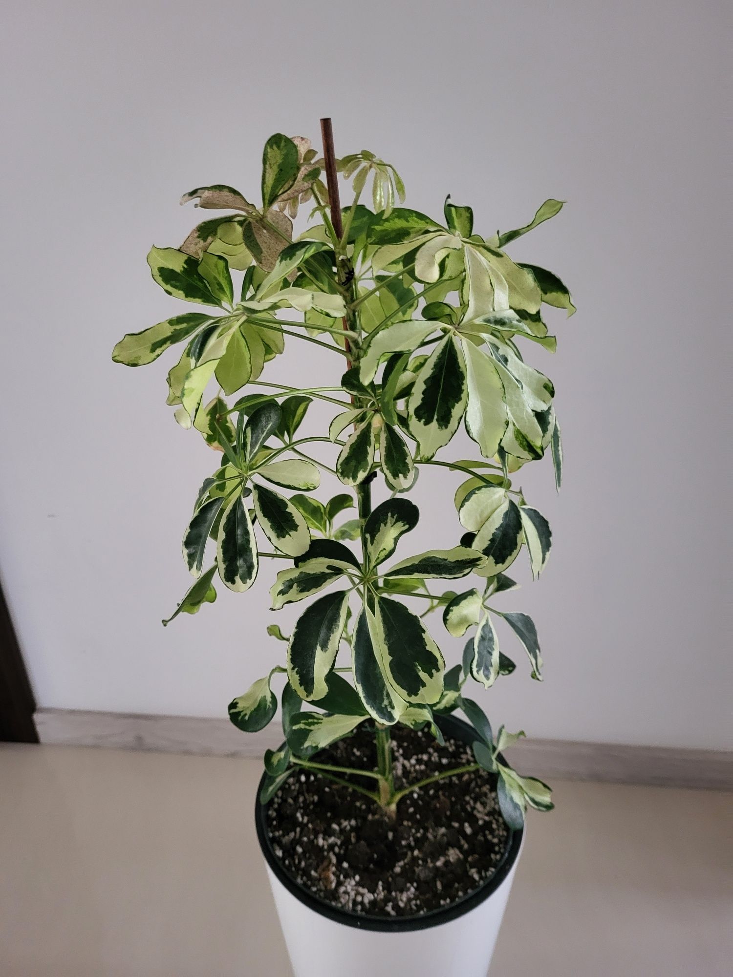 Szefleta Janinę arboricola